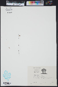 Utricularia subulata image