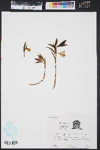 Uvularia sessilifolia image