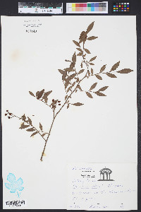 Vaccinium elliottii image