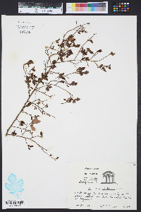 Vaccinium elliottii image