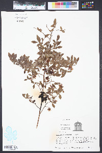 Vaccinium tenellum image
