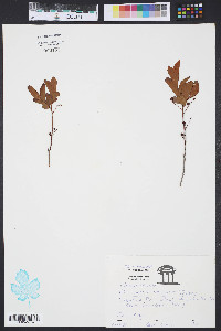 Vaccinium vacillans image