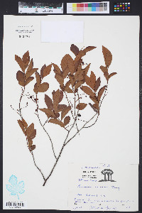 Vaccinium vacillans image