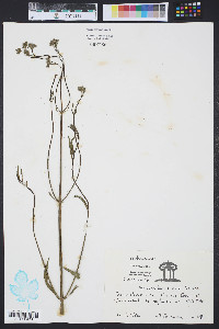 Verbena brasiliensis image