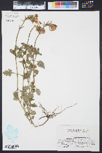 Verbena canadensis image