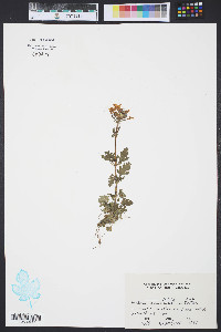 Verbena canadensis image