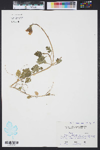 Verbena canadensis image