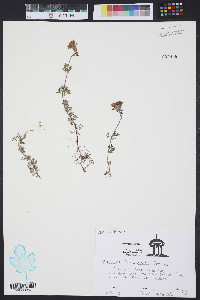 Glandularia pulchella image