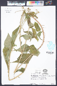 Verbesina occidentalis image