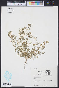 Vicia lathyroides image