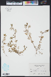 Vicia lathyroides image
