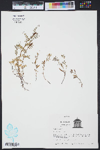 Vicia lathyroides image