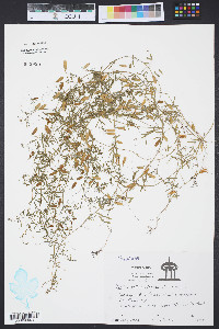 Vicia tetrasperma image