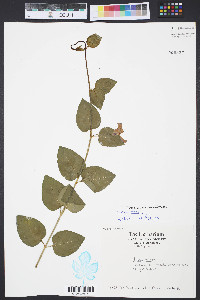 Vinca major image