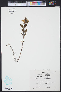 Vinca major image