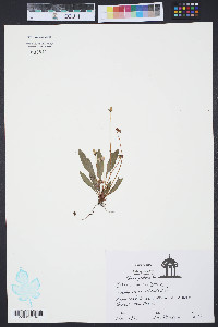 Viola lanceolata image