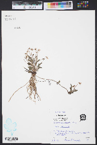 Viola lanceolata image