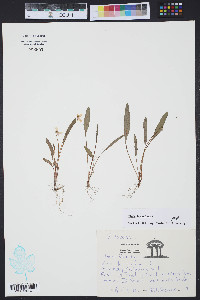 Viola lanceolata image