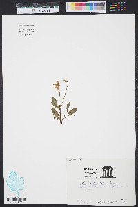 Viola septemloba image
