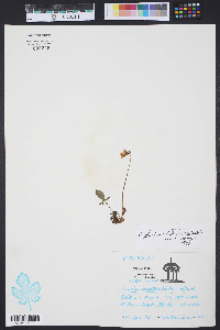 Viola septemloba image