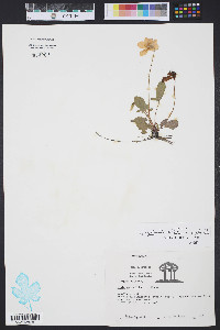 Viola septemloba image