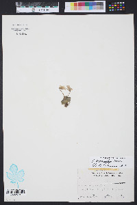 Viola septemloba image