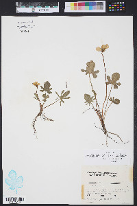 Viola septemloba image