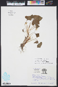 Viola sororia var. sororia image