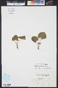 Viola sororia var. sororia image