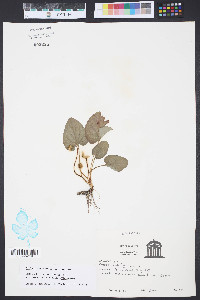Viola sororia var. sororia image