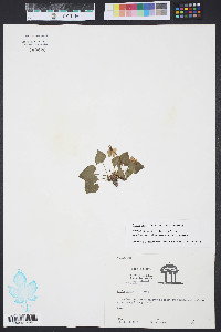 Viola sororia var. sororia image