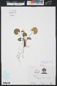 Viola sororia var. sororia image