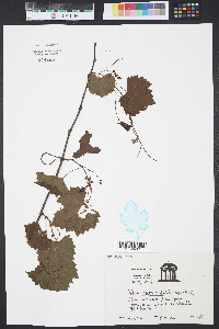 Vitis rotundifolia image