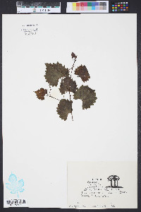 Vitis rotundifolia image