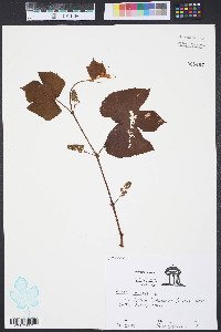 Vitis labrusca image
