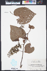 Vitis labrusca image