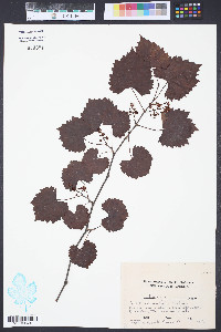 Vitis rotundifolia image