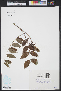 Wisteria frutescens image