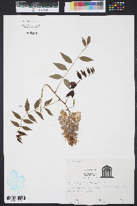 Wisteria frutescens image