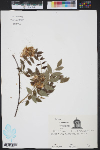 Wisteria frutescens image