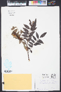 Wisteria frutescens image
