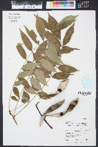 Wisteria sinensis image