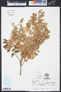 Wisteria sinensis image