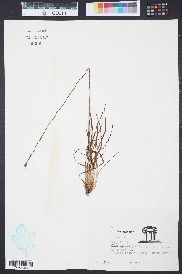 Xyris ambigua image