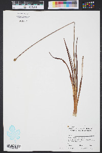 Xyris caroliniana image