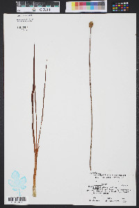 Xyris caroliniana image