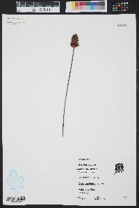 Xyris caroliniana image