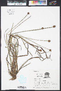 Xyris difformis image