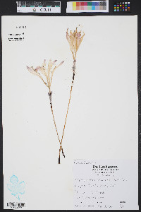 Zephyranthes atamasco image