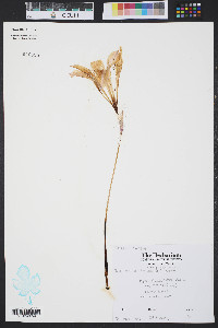 Zephyranthes atamasco image